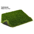Turfgras Yalva  Rasen / Gras